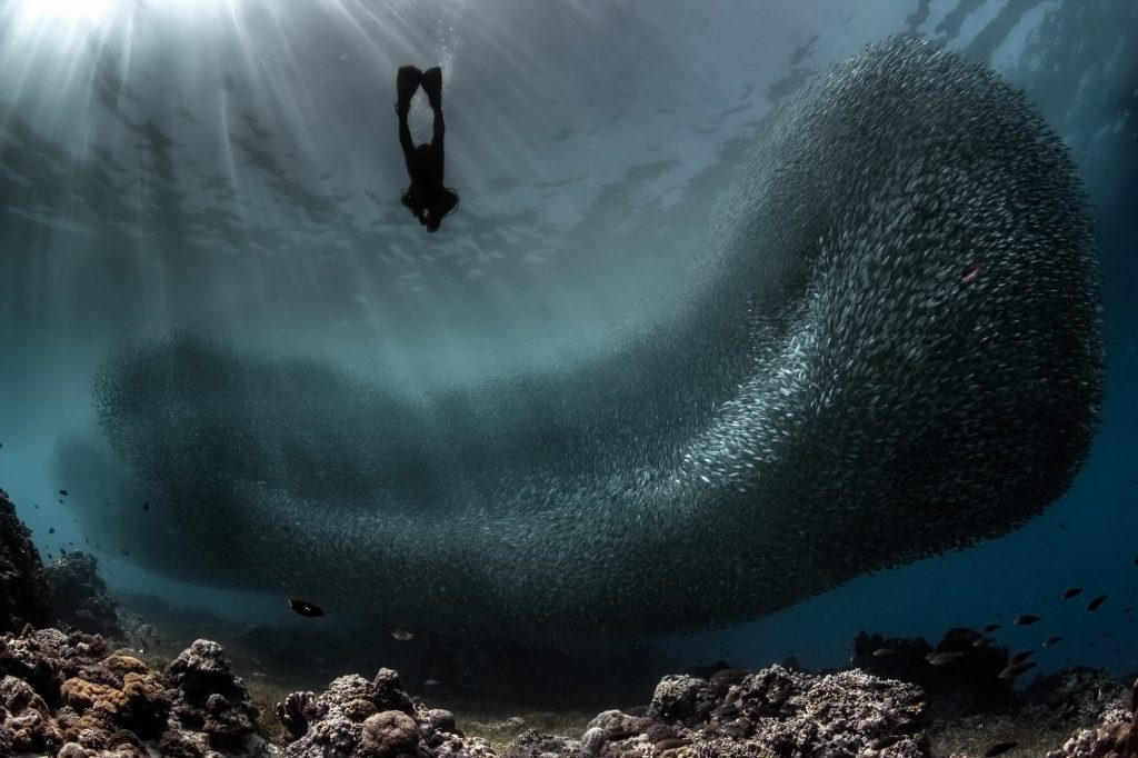 diving into the sardines