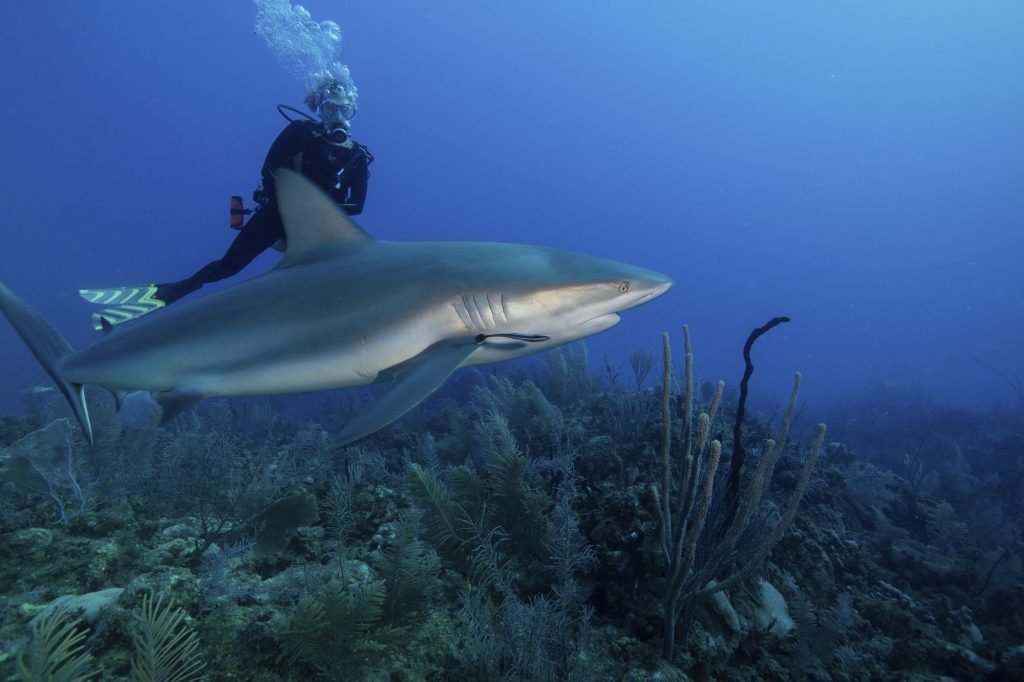 Scuba diver swimming with a Caribbean reef shark.