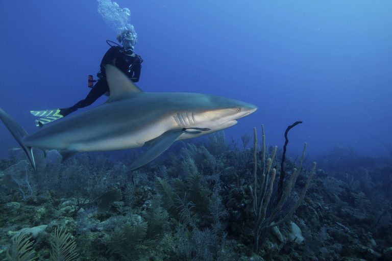 Scuba diver swimming with a Caribbean reef shark.